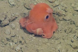 This tiny pink octopus could one day be named Opisthoteuthis adorabilis.