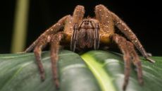 A brazilian wandering spider perches atop a leaf.