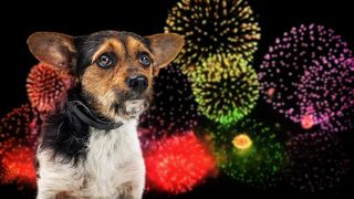 A small terrier dog looking scared against a backdrop of fireworks