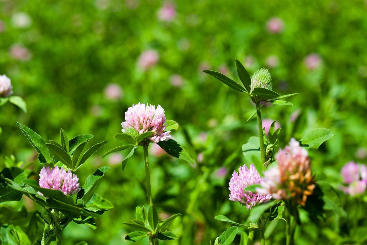 Edible Plants In The Wild