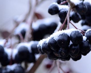 winter shrub with black berries