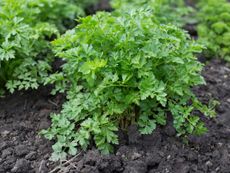 Leaf Spots On Parsley Plants