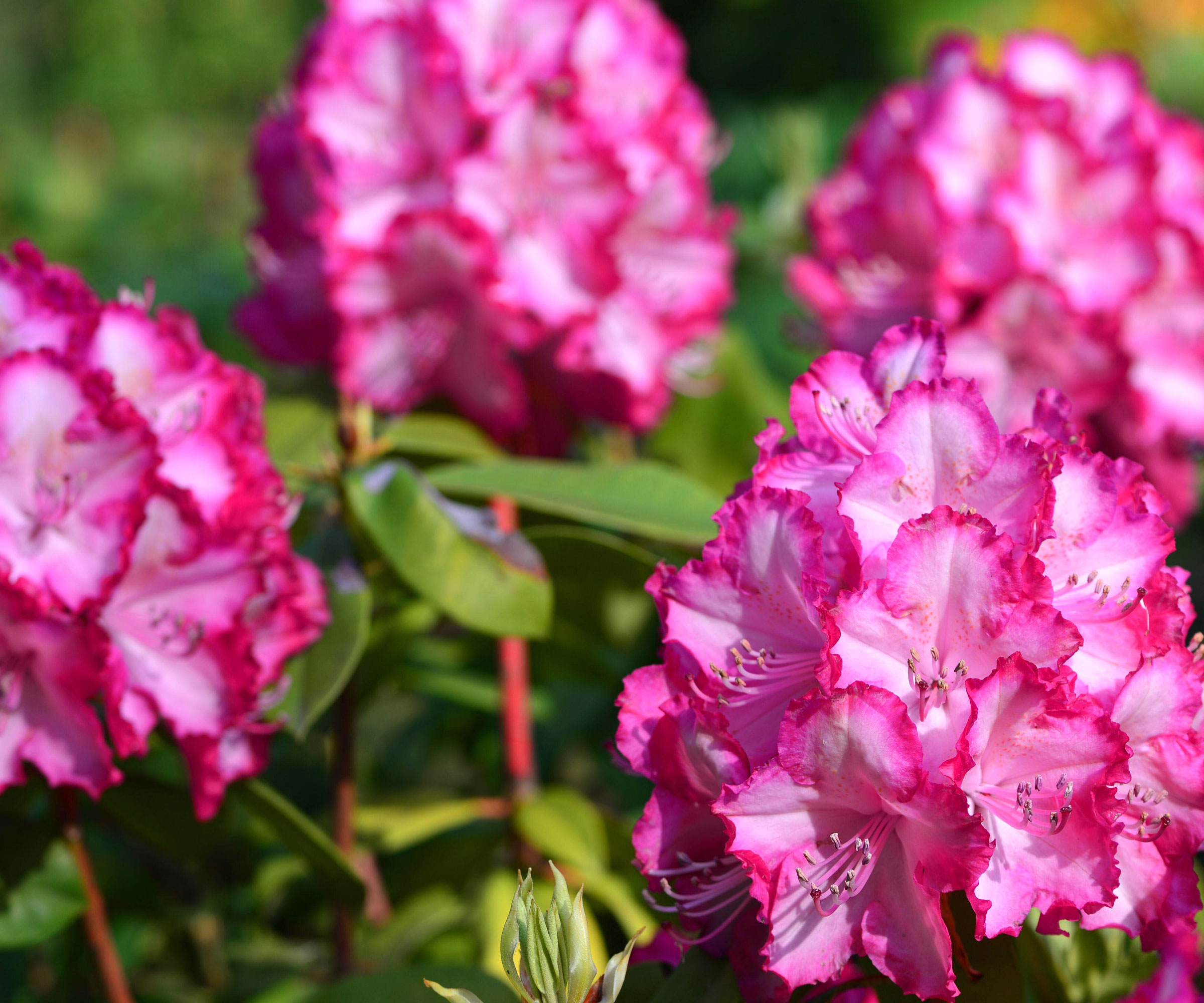 rhododendron shrub with large pink flowerheads