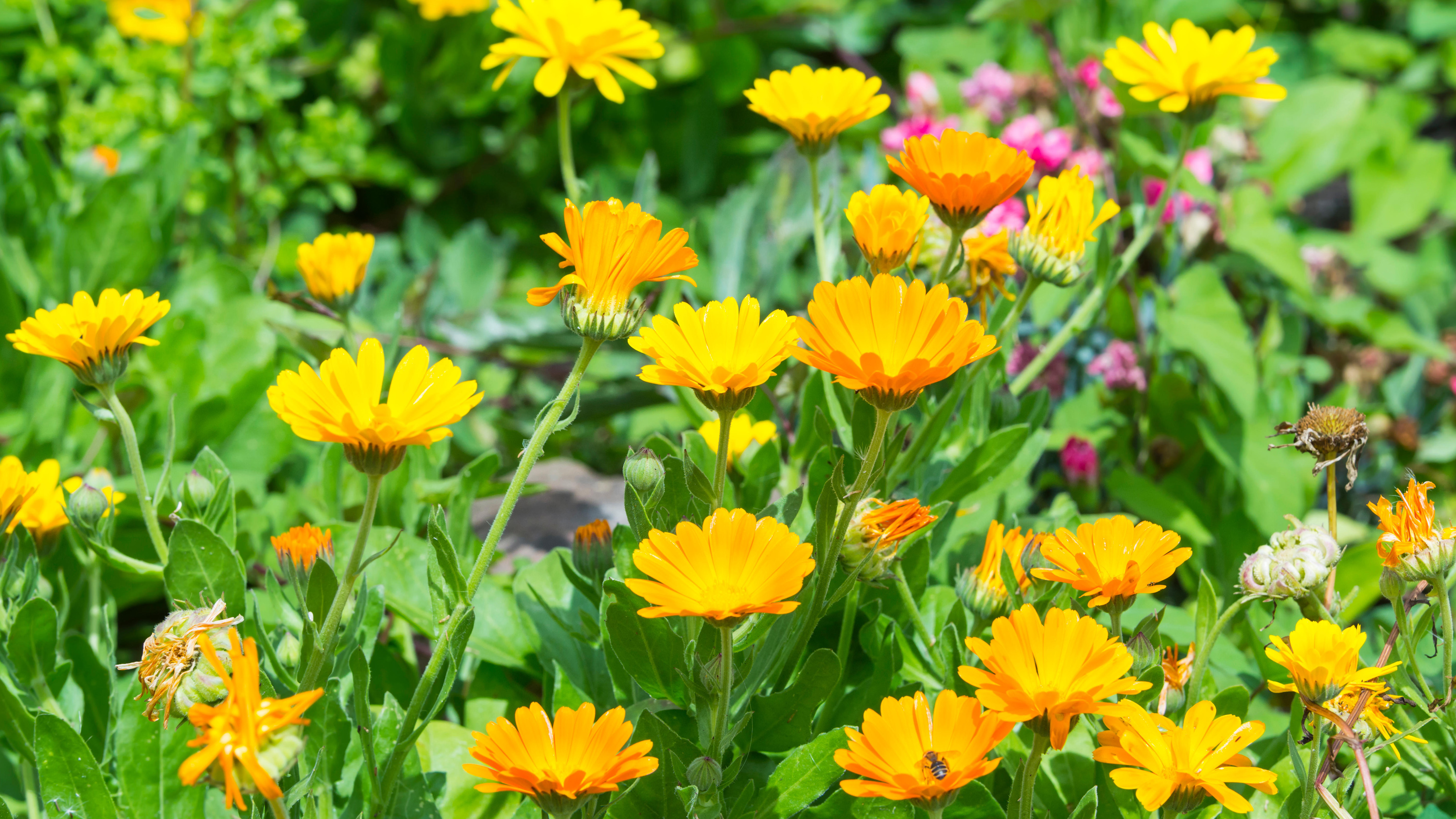 Calendula (Pot Marigold) Growing Guides, Tips, and Information