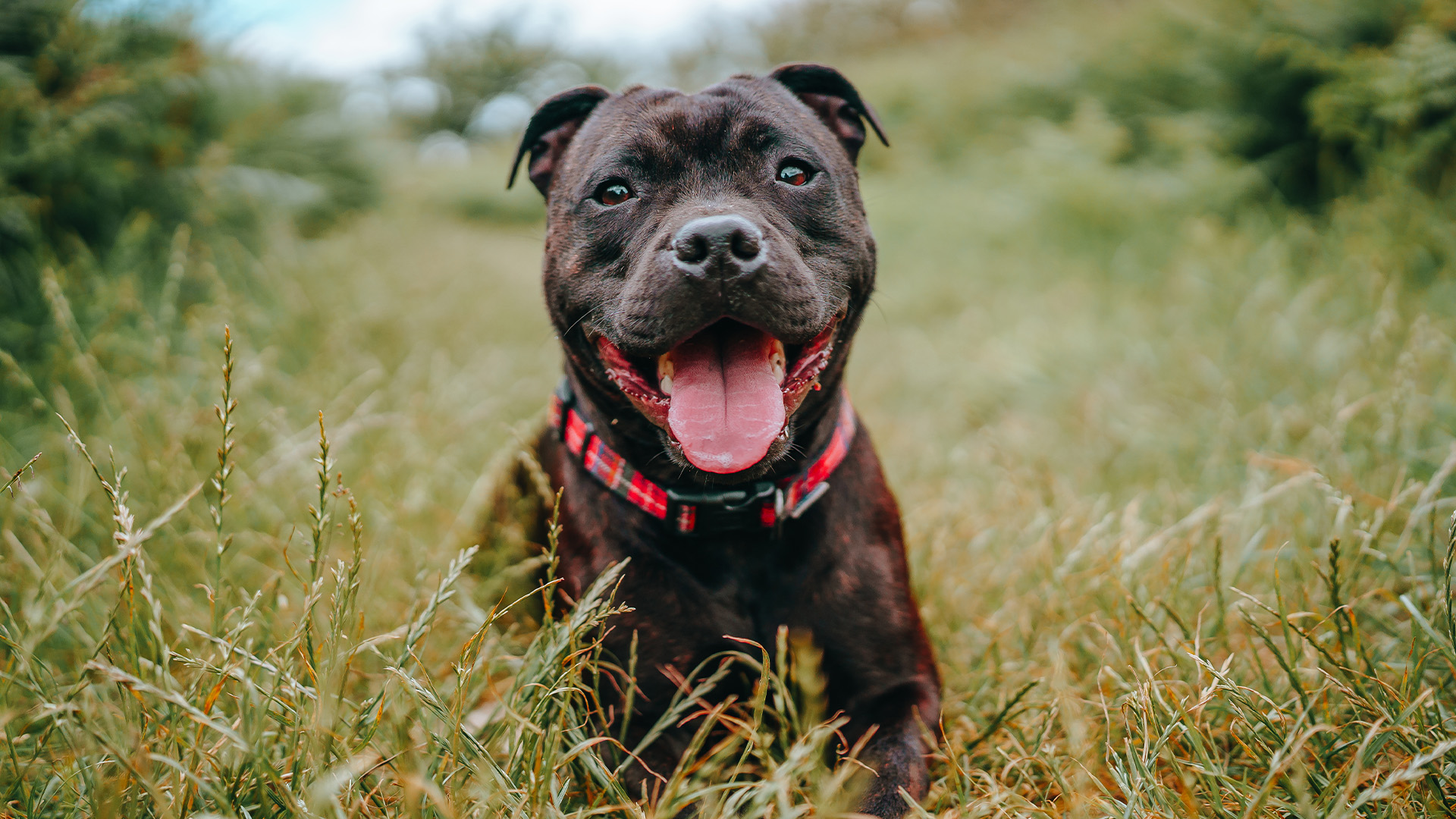 Portrait of Staffordshire Bull Terrier