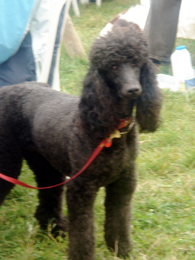 blogdog.jpg