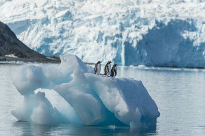 Three Gentoo penguins stand on an iceberg in Antarctica