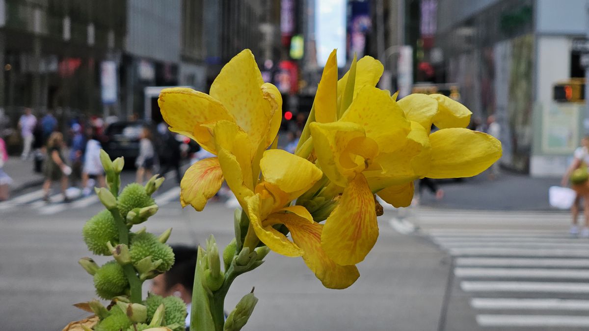 Samsung Galaxy Z Fold 5 Review Camera Samples