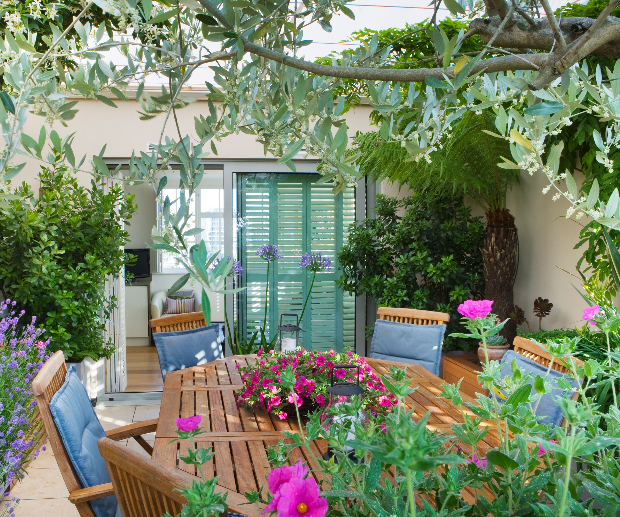 courtyard garden with olive tree, garden furniture, flowers and plants