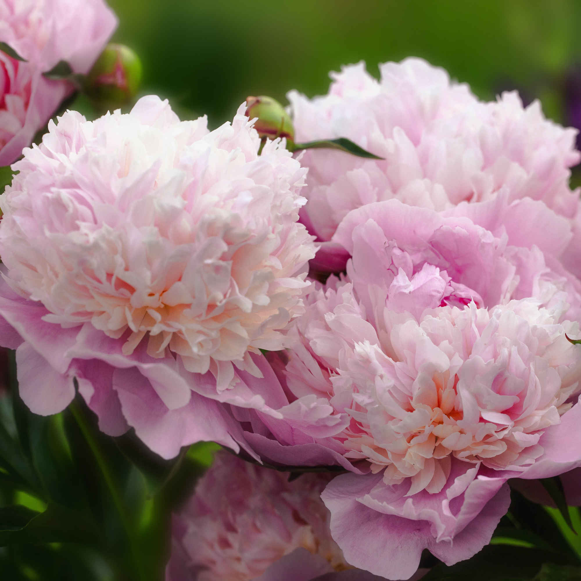 Close-up of sorbet peony.