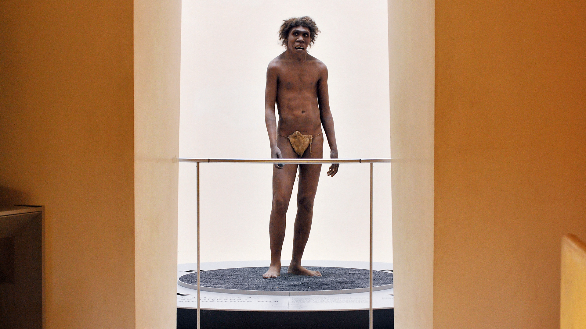 reconstruction of a Homo erectus individual on a pedestal in a museum with orange walls