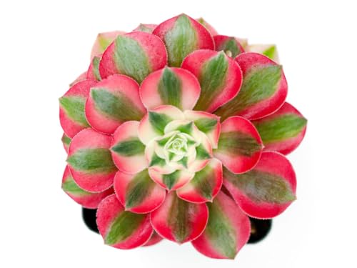 Grow Margo Aeonium Pink Witch Live Succulent (4" Plant Pot), Succulents Plants Live, Succulent Plants Fully Rooted, Rare House Plant for Home Office Decoration, Diy Projects, Party Favor Gift