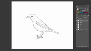 Pencil sketch of a bird, with detailed wing