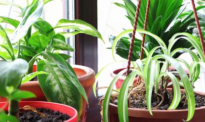 low maintenance houseplants