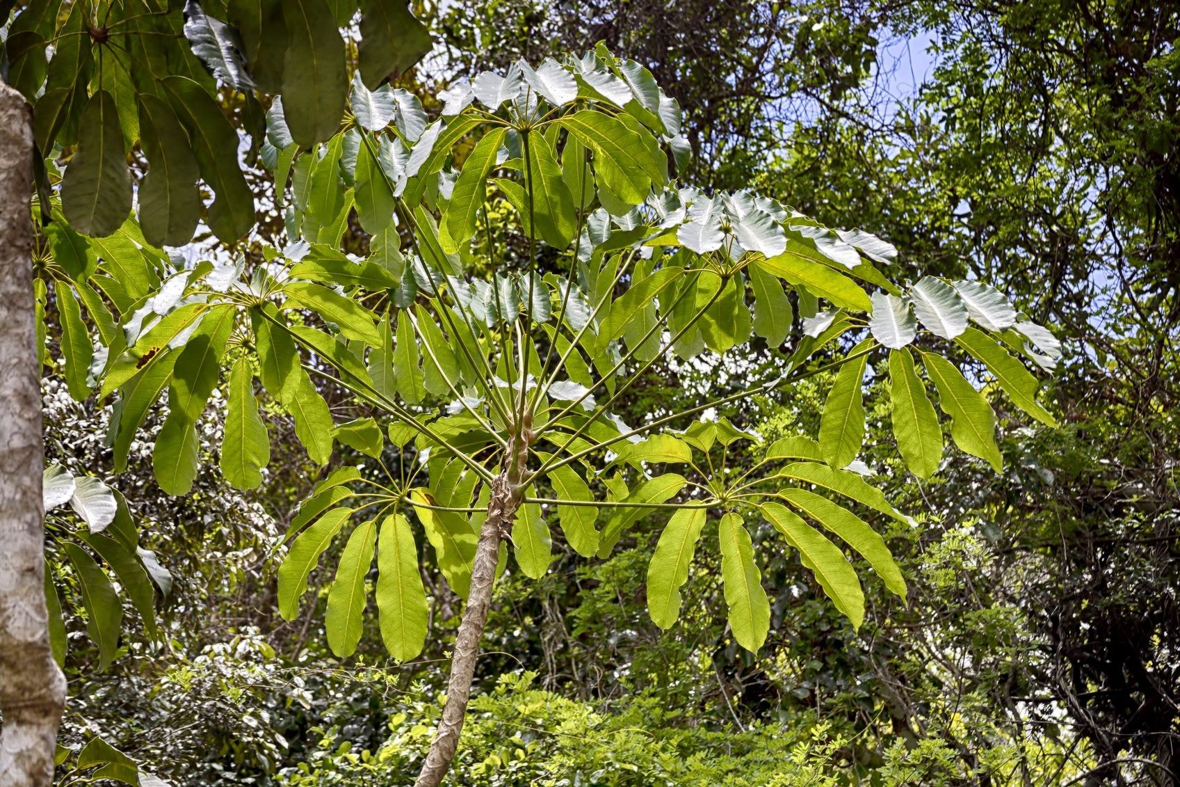 Growing Schefflera Plants Outdoors How To Care For Outdoor Schefflera Plants Gardening Know How