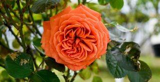 Coral red blooming rose on a climbing rose plant