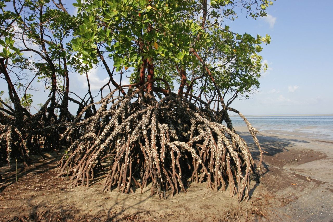 Large Rooted Mangrove Tree