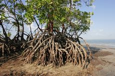 Large Rooted Mangrove Tree