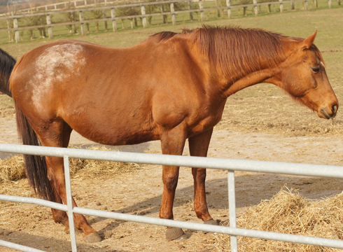 Sprite is also continuing to make a recovery at Redwings