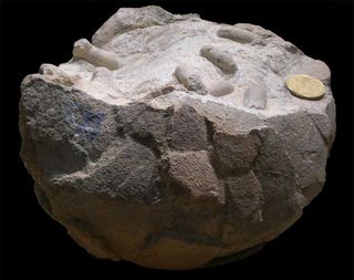 fossilized titanosaur egg