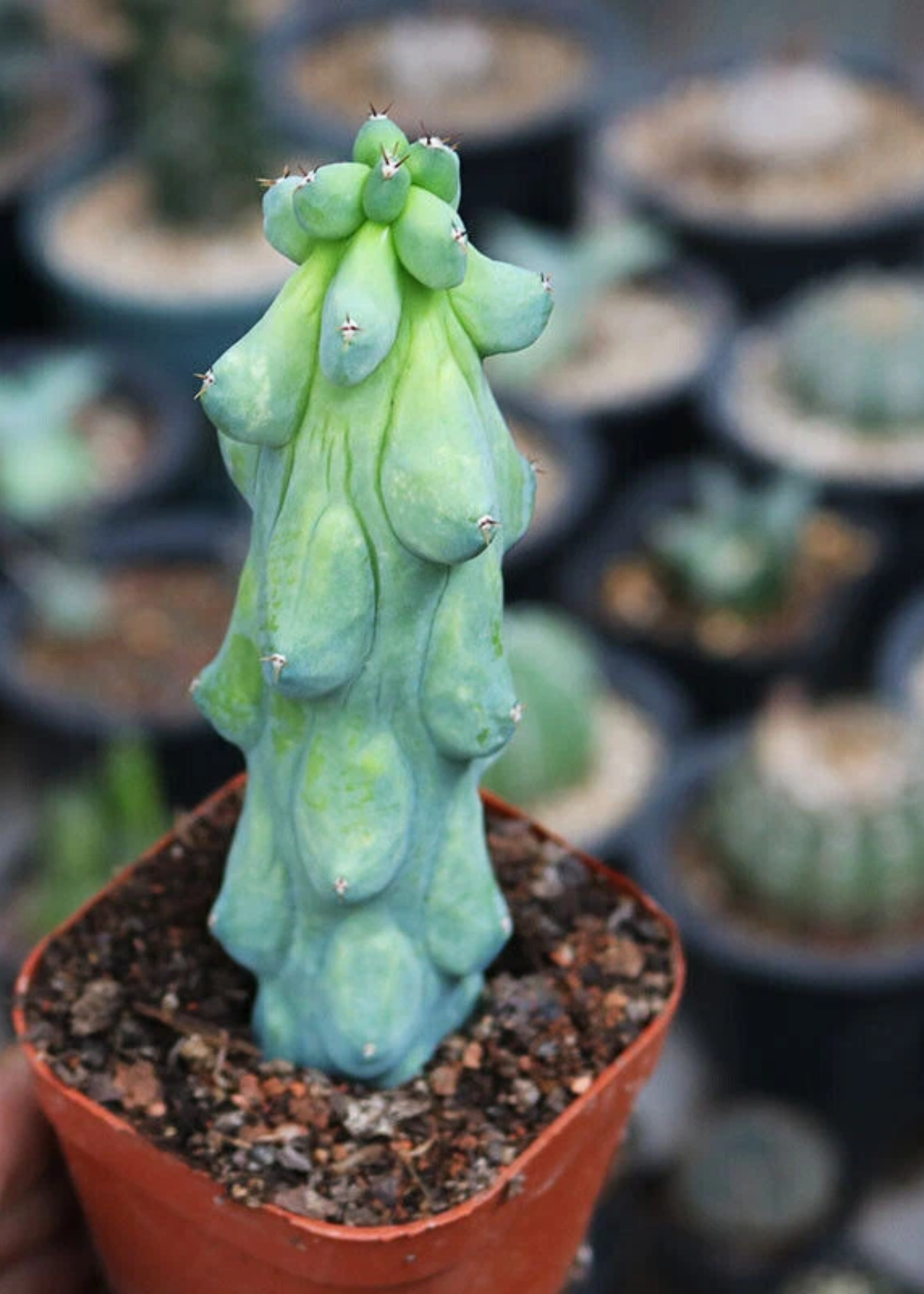 A close-up of a tall totem pole cactus