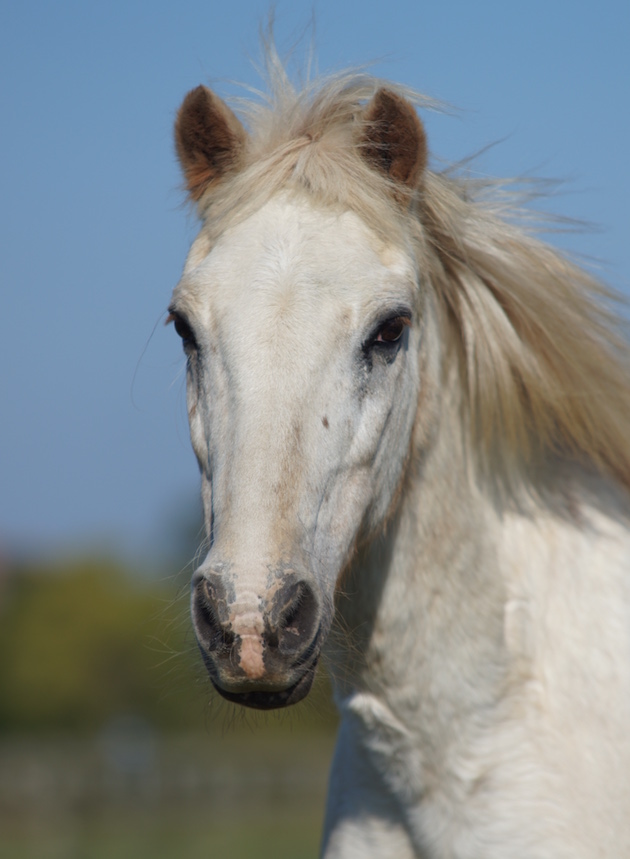 redwingshorsesanctuary_50126802959.jpg