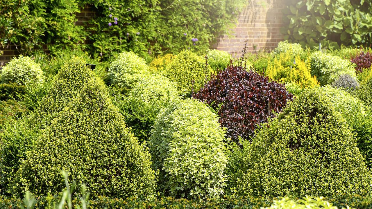 Evergreen shrubs in a garden border