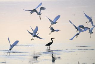 Several birds fly above water in Everglades National Park in Florida