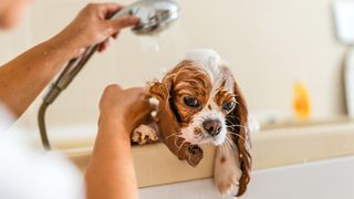 32 most common mistakes new dog owners make