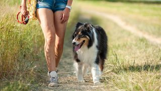 australian shepherd dog out for a walk with woman