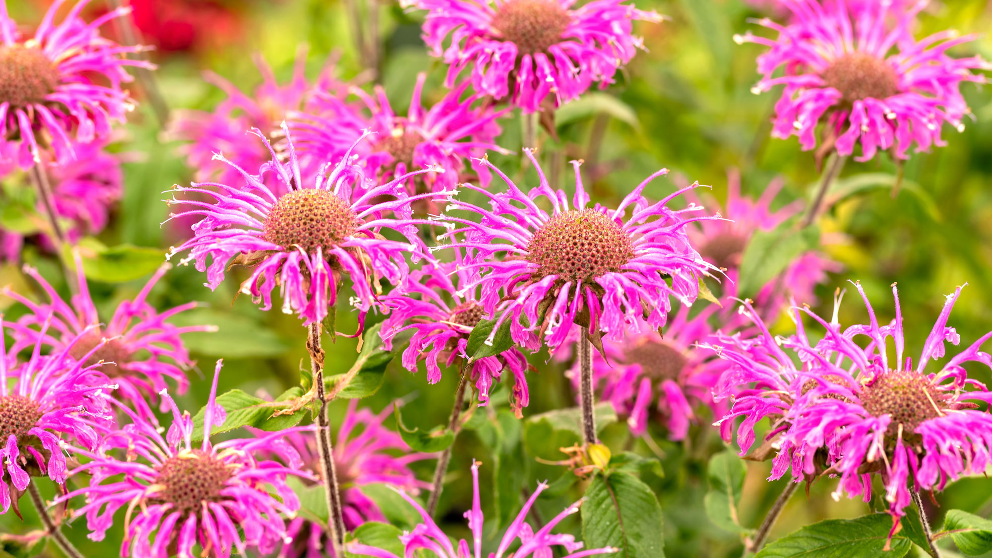 pink monarda plants with bright pink flowers