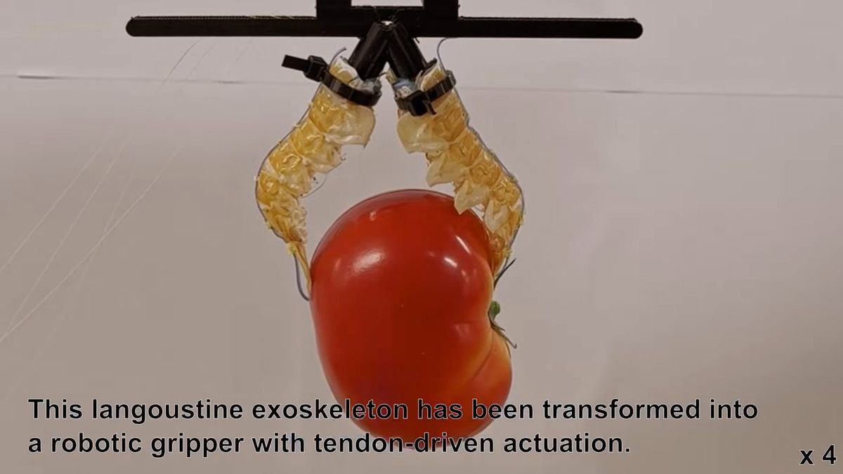 Robots fashioned from dead lobster exoskeletons have awesome strength, light weight, and flexibility — necrobotics advance mixes sustainable food waste with synthetic components