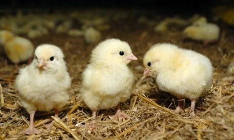 Normally chicks are born from eggs that have passed out of a hen&amp;#039;s body, but one Sri Lankan newborn defied all of mother nature&amp;#039;s rules.