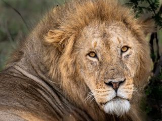 GuruShots - Animal Kingdom