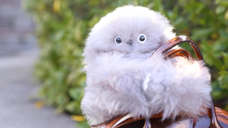 A fluffy grey Mirumi stares dead ahead at the camera while clutching the strap of a brown bag. The greenery and grey concrete of a presumably public park can be seen out of focus behind it.