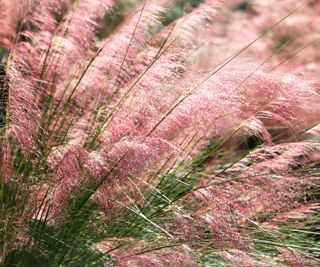 Pink muhly grass