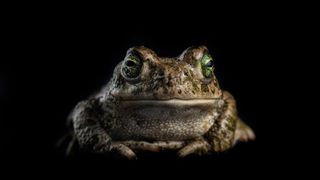 A toad with a black background