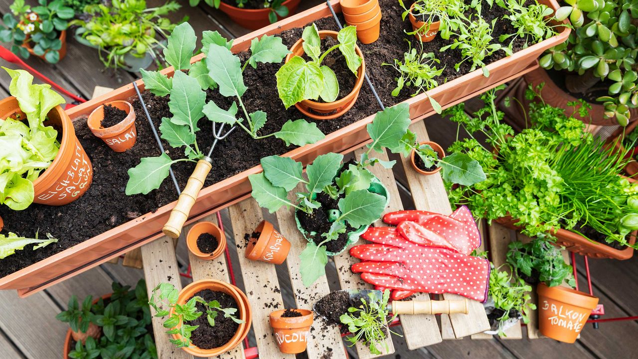 vegetable growing on balcony