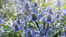 Eryngium flowers