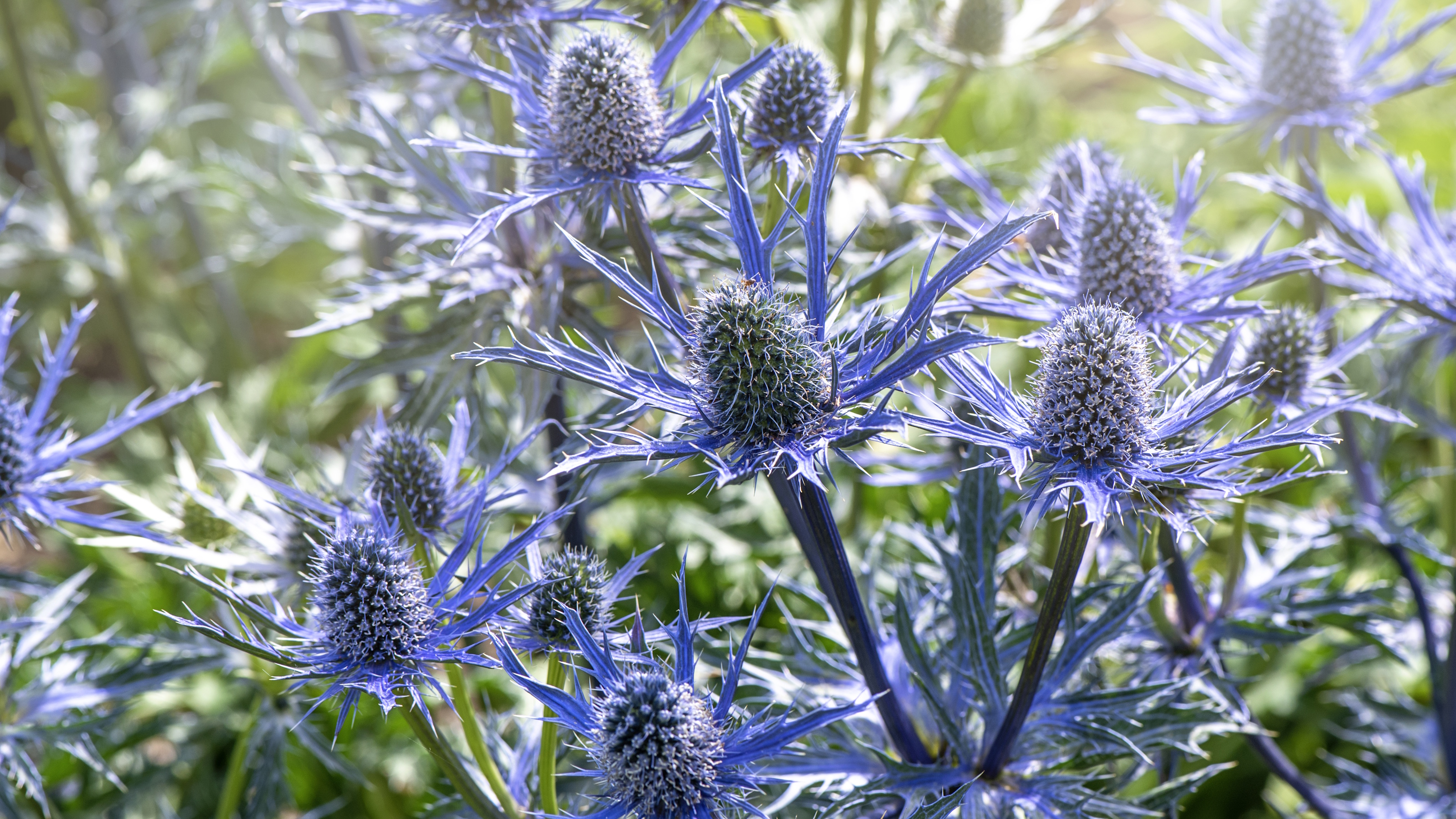 Eryngium flowers