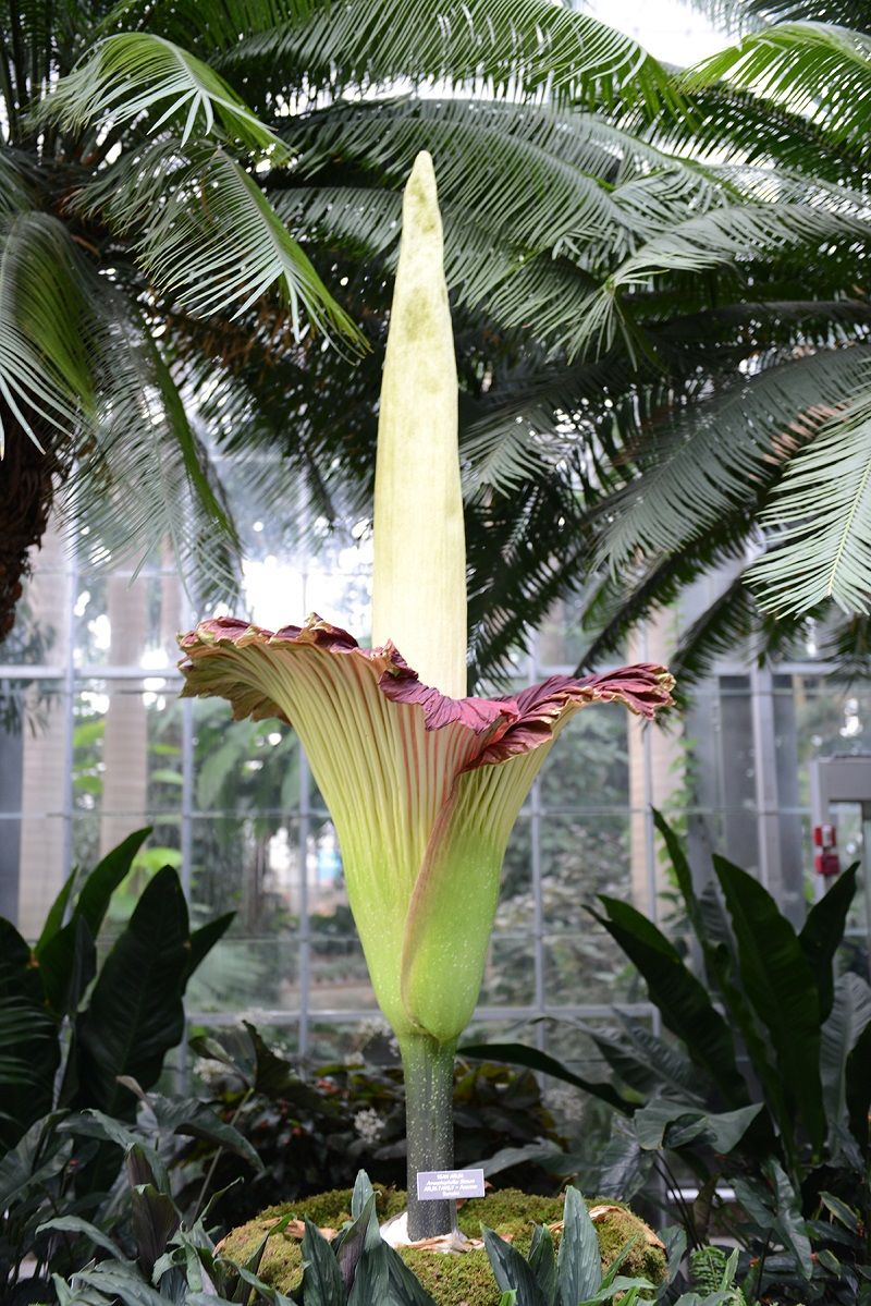 Corpse flower in bloom