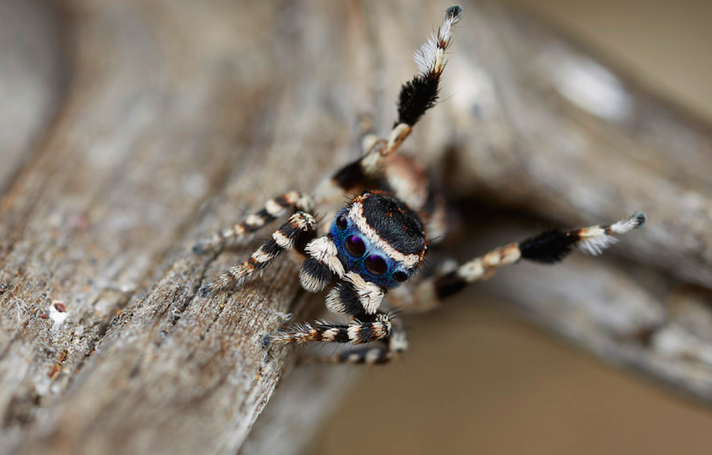 A male Maratus personatus.