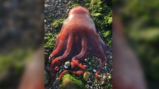 The mysterious octopus was already dead when Ron Newberry found it at Ebey’s Landing on Whidbey Island, Washington.