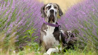 great dane in a lavender field