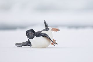 I was sitting on a Zodiac next to my husband and 10-year-old son near Brown Bluff, Antarctica, when we spotted a group of Adélie Penguins on some sea ice. As we slowly approached them, they started to toboggan on the ice, and I captured one of them sliding as if performing a modern dance move. Canon EOS R5 with Canon RF 600mm f/4 lens. 600mm; 1/4,000s; f/4; ISO 160.