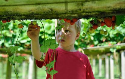 Fruit picking farms