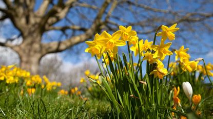 daffodils