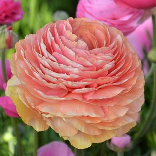 Ranunculus Tecolote 'Salmon'