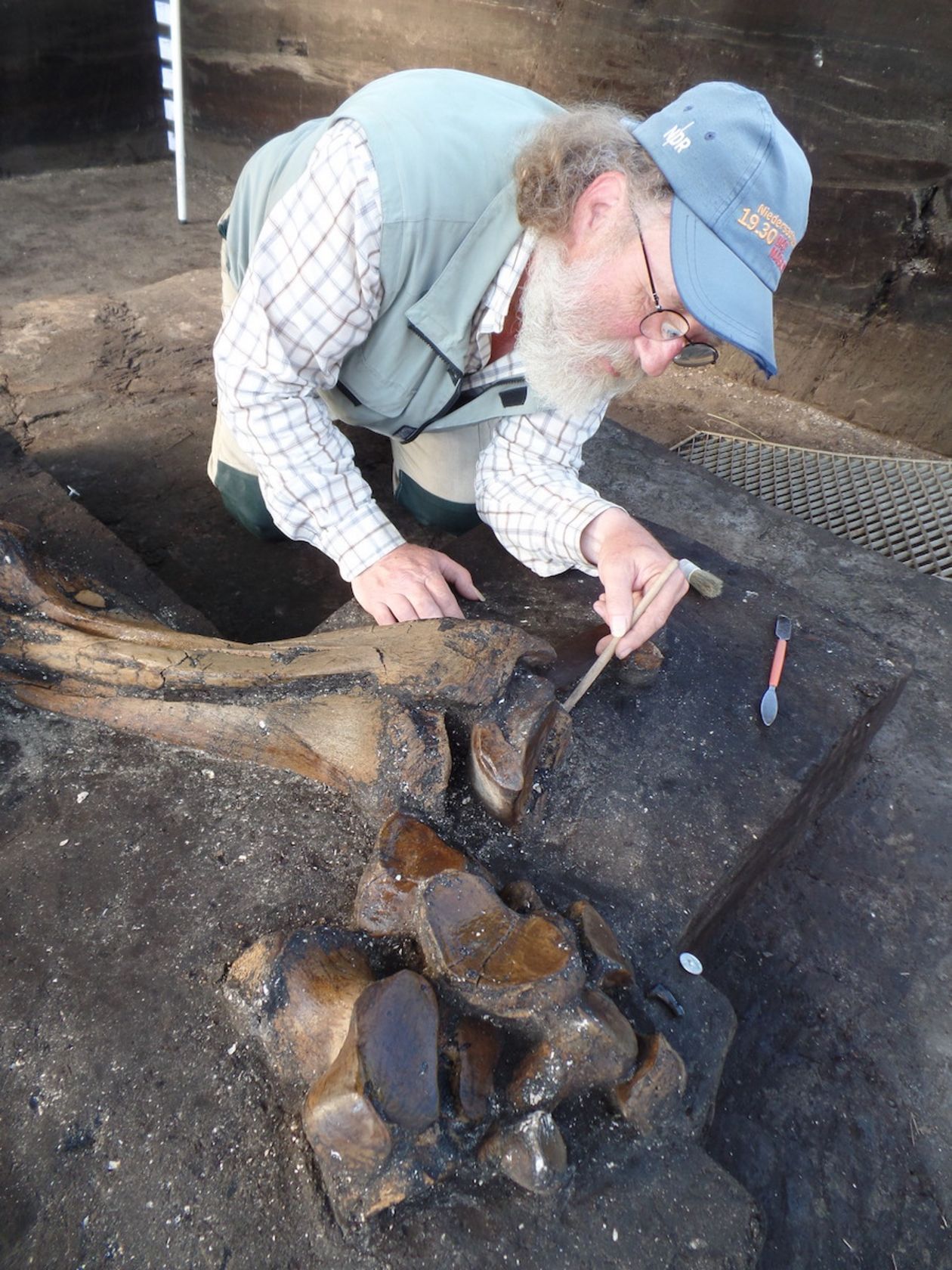 Excavator Martin Kursch uncovers one of the elephant's feet.