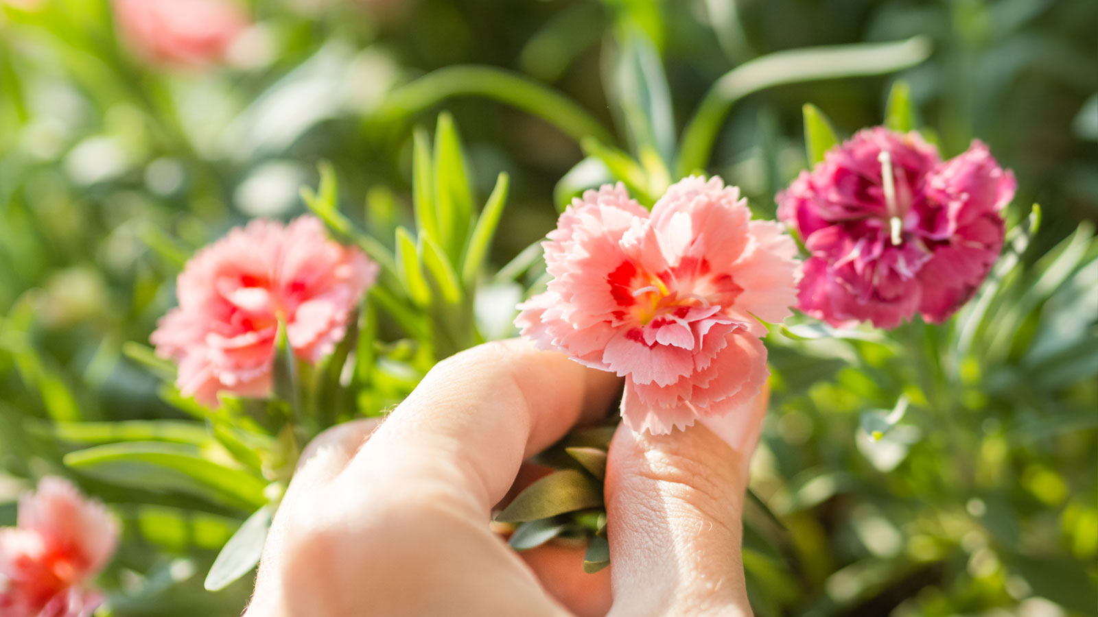 deadheading dianthus flowers in summer
